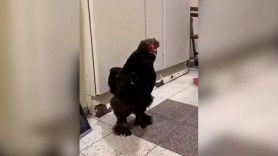 Prieten special în vreme de război. O bunicuţă din Mariupol şi-a luat cu ea cocoşul când a fugit din calea ruşilor